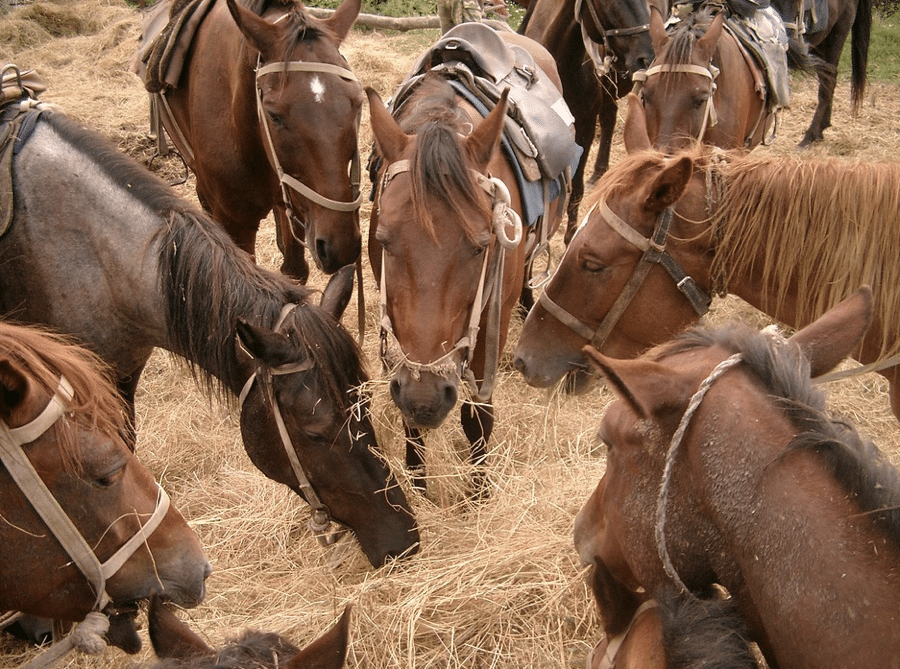 horse hay