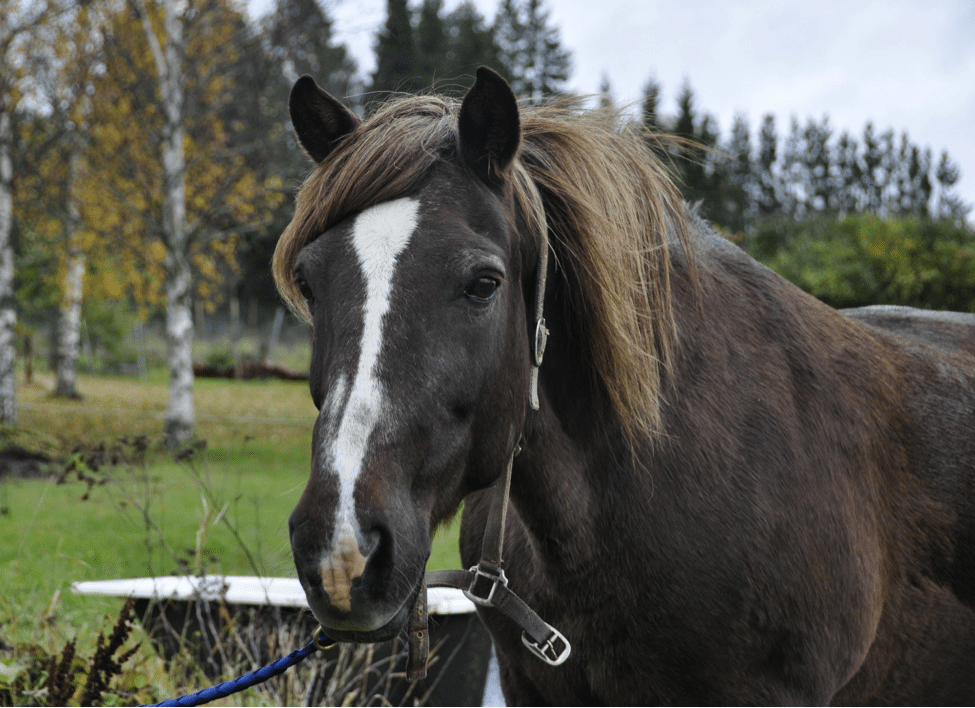 horse