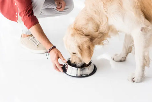 Which Muenster Dog Food Is Right For My Dog?
