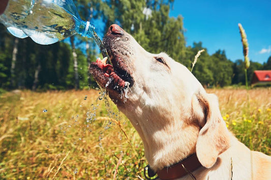 pet dehydration dangers, safety tips