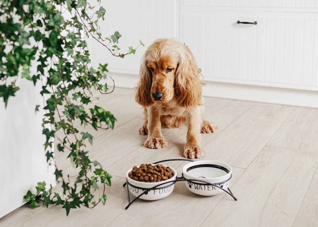 dog is a picky eater