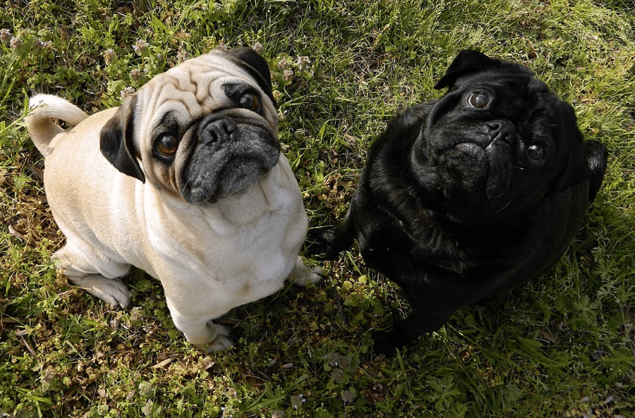pugs