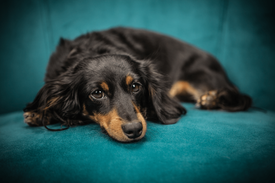 rescue dog