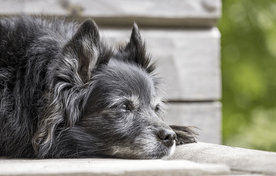 old dog