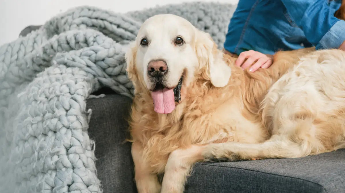 older dog