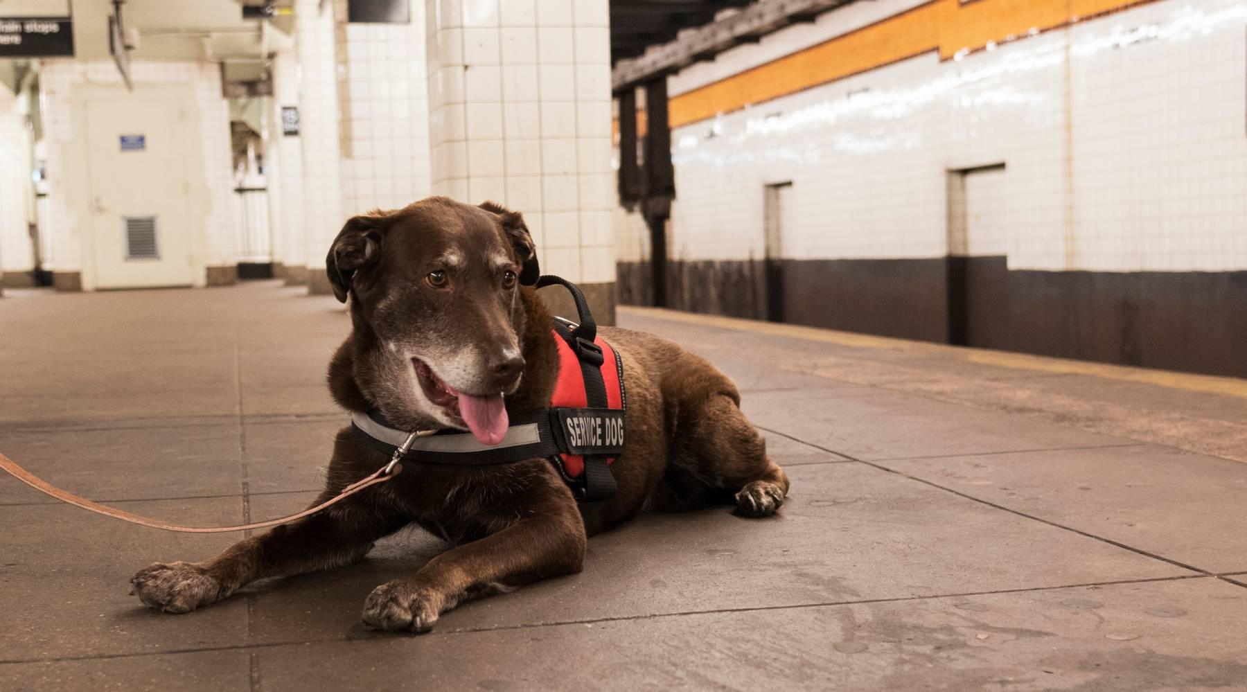 Many veterans with PTSD benefit from the help of a service dog like this one at a subway station