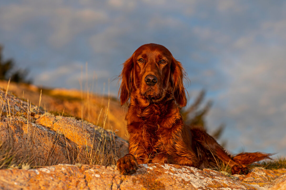 shiny dog with healthy coat