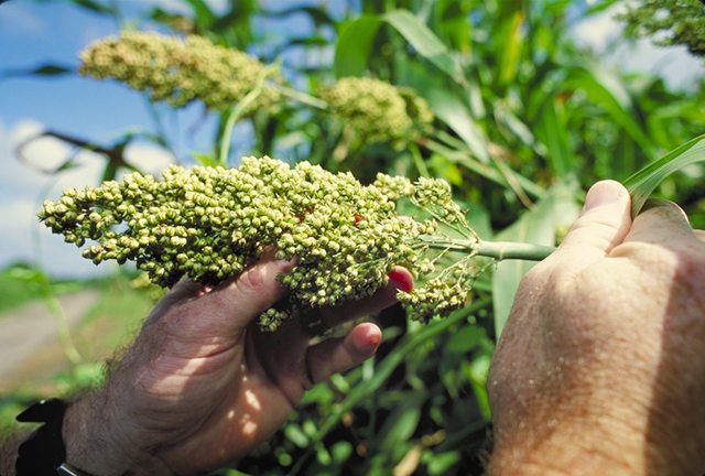 sorghum crop pet food