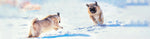 Winter Fun with Your Dog: Indoor & Outdoor Adventures