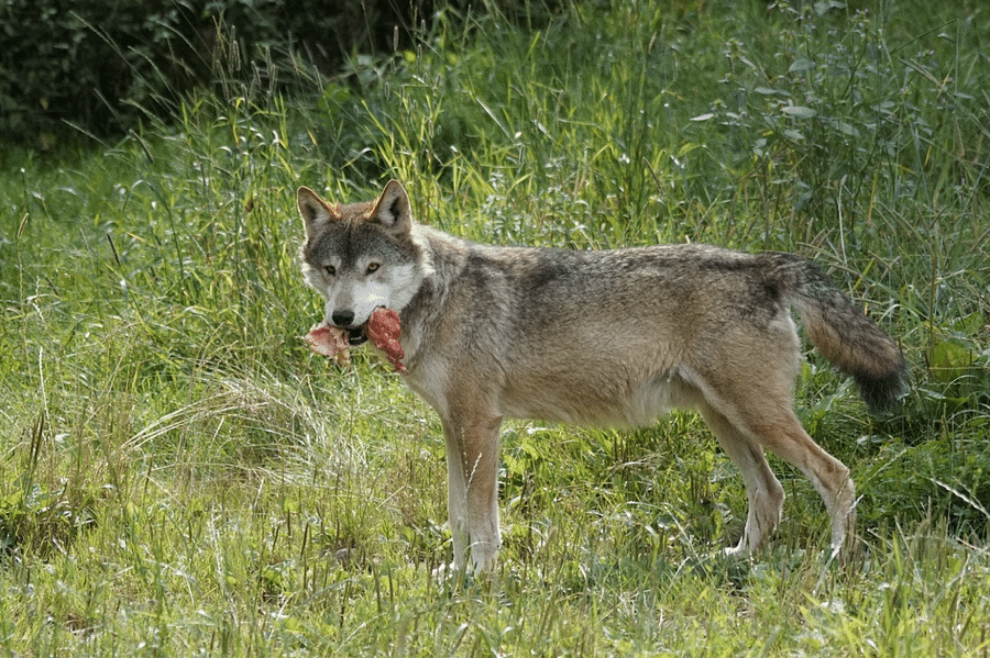 raw dog food diet ok for dogs?