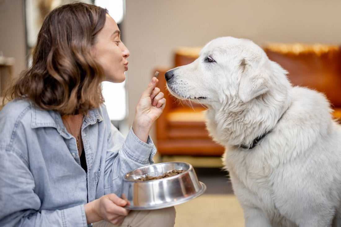 using dog food storage tips make feeding your dog safer