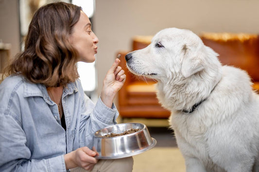 using dog food storage tips make feeding your dog safer