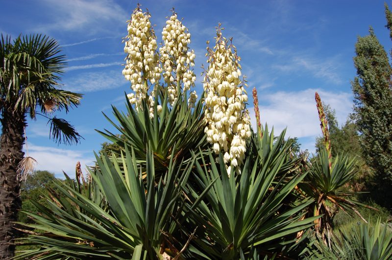 yucca plant dog food ingredient