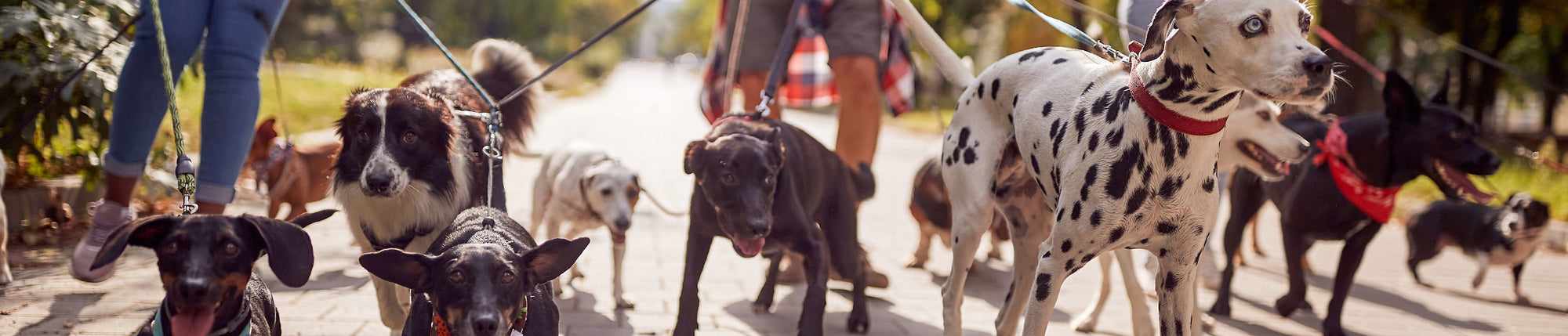 Freeze-Dried Dog Food, Treats and Toppers