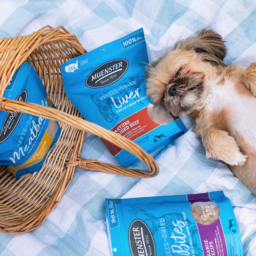 dog relaxing on a picnic blanket with freeze dried food and treats