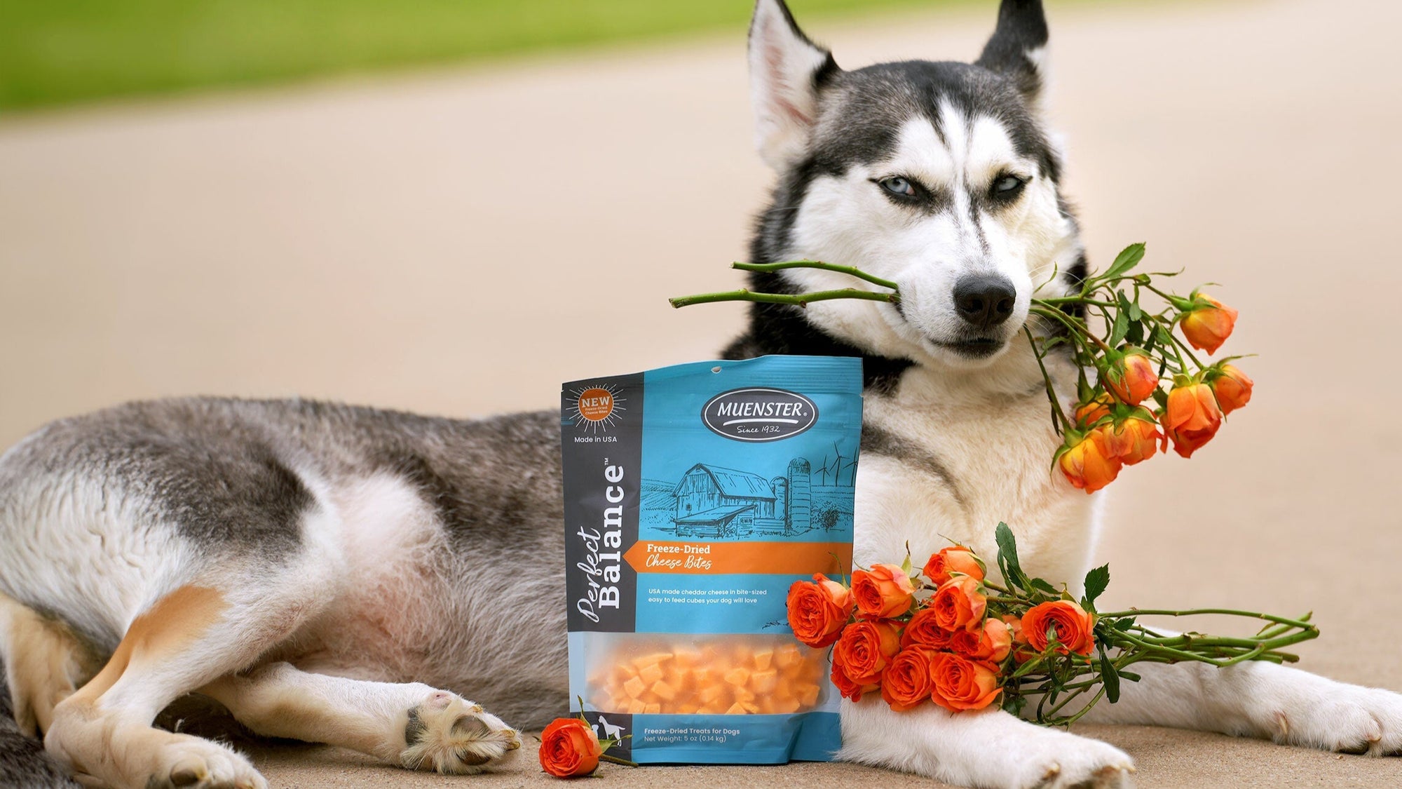 Dog with flowers in his mouth and a bag of Muenster treats