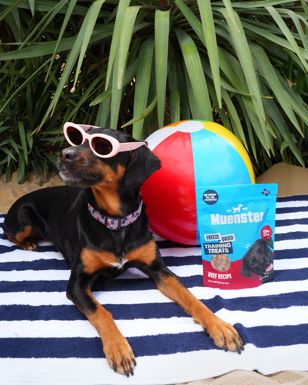 Our dog model, Stevie, is one cool pup. Here she is wearing sunglasses with Muenster Training Treats