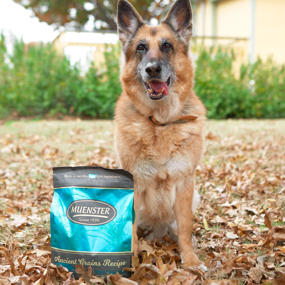 German Shepard dog with Muenster Ancient Grains Recipe with Ocean Fish