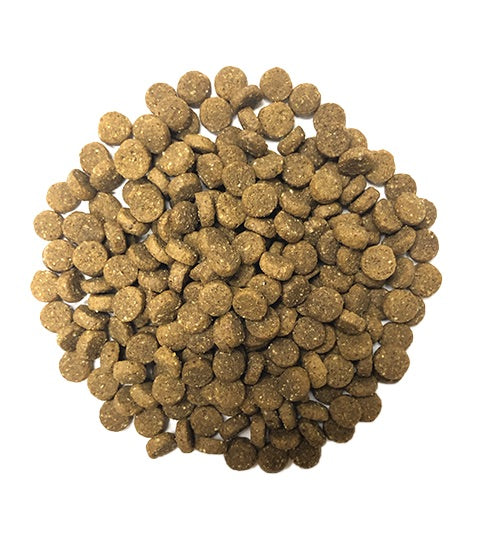 close up of Muenster Ancient Grains Ocean Fish Kibble