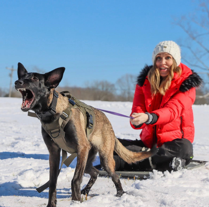 Maligator mom getting pulled by dog