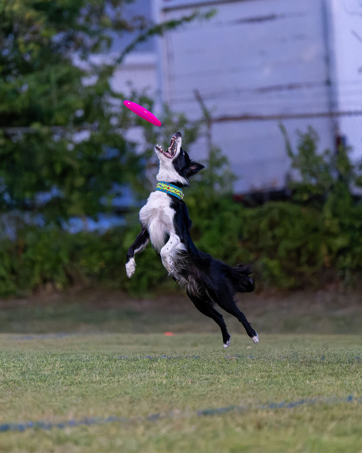 Fisher jumping to catch a pink frisbee in an outdoor setting with trees and a building in the background.