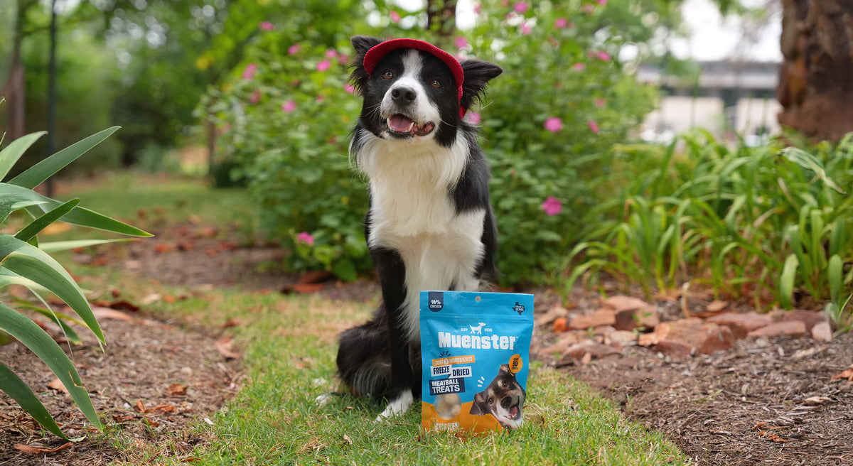 Dog sitting on grass with a bag of Blueberry treats in front