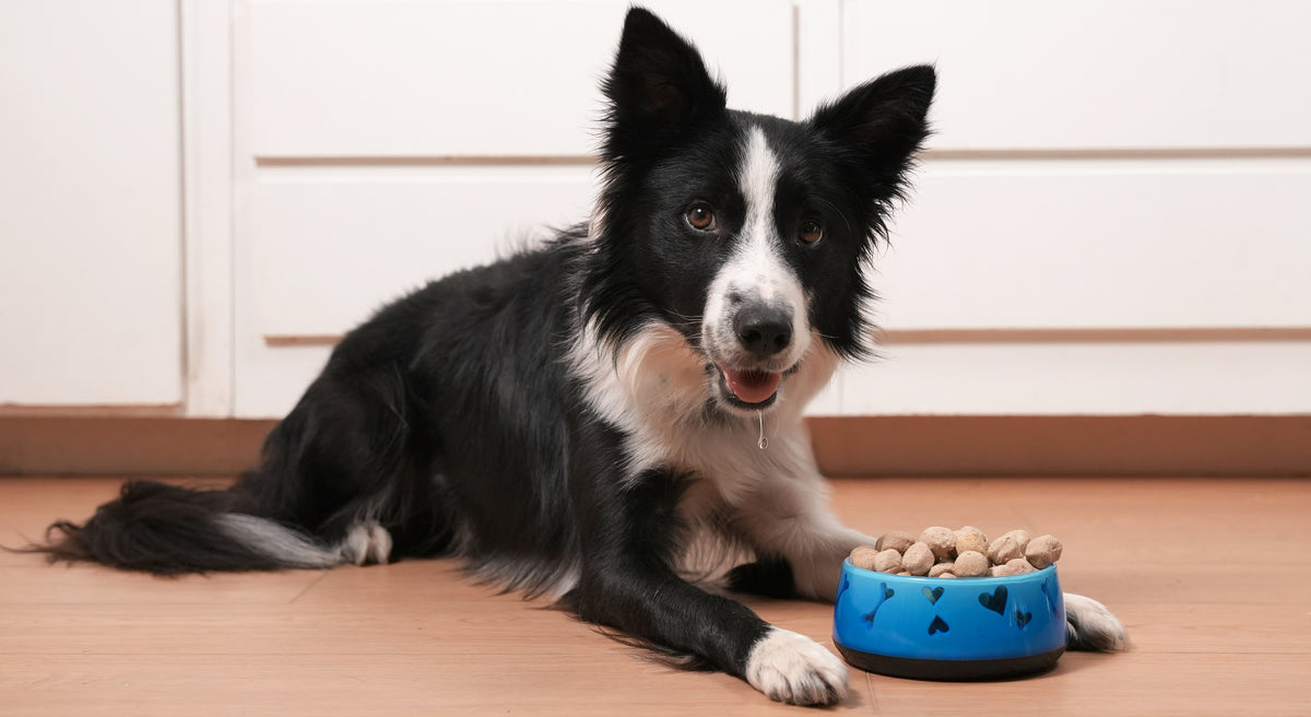 Dog sitting next to a blue dog bowl filled with food on a wooden floor.