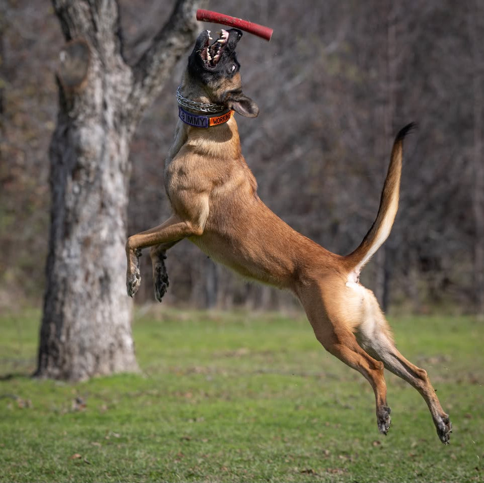 Immy leaping in the air with a toy in her mouth outdoors.