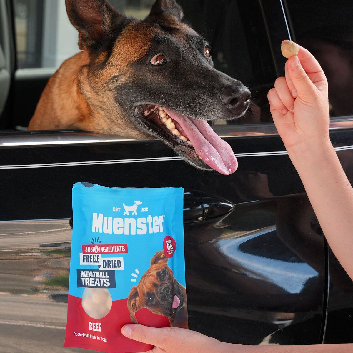 Immy in car with Muenster Beef Meatballs Treat