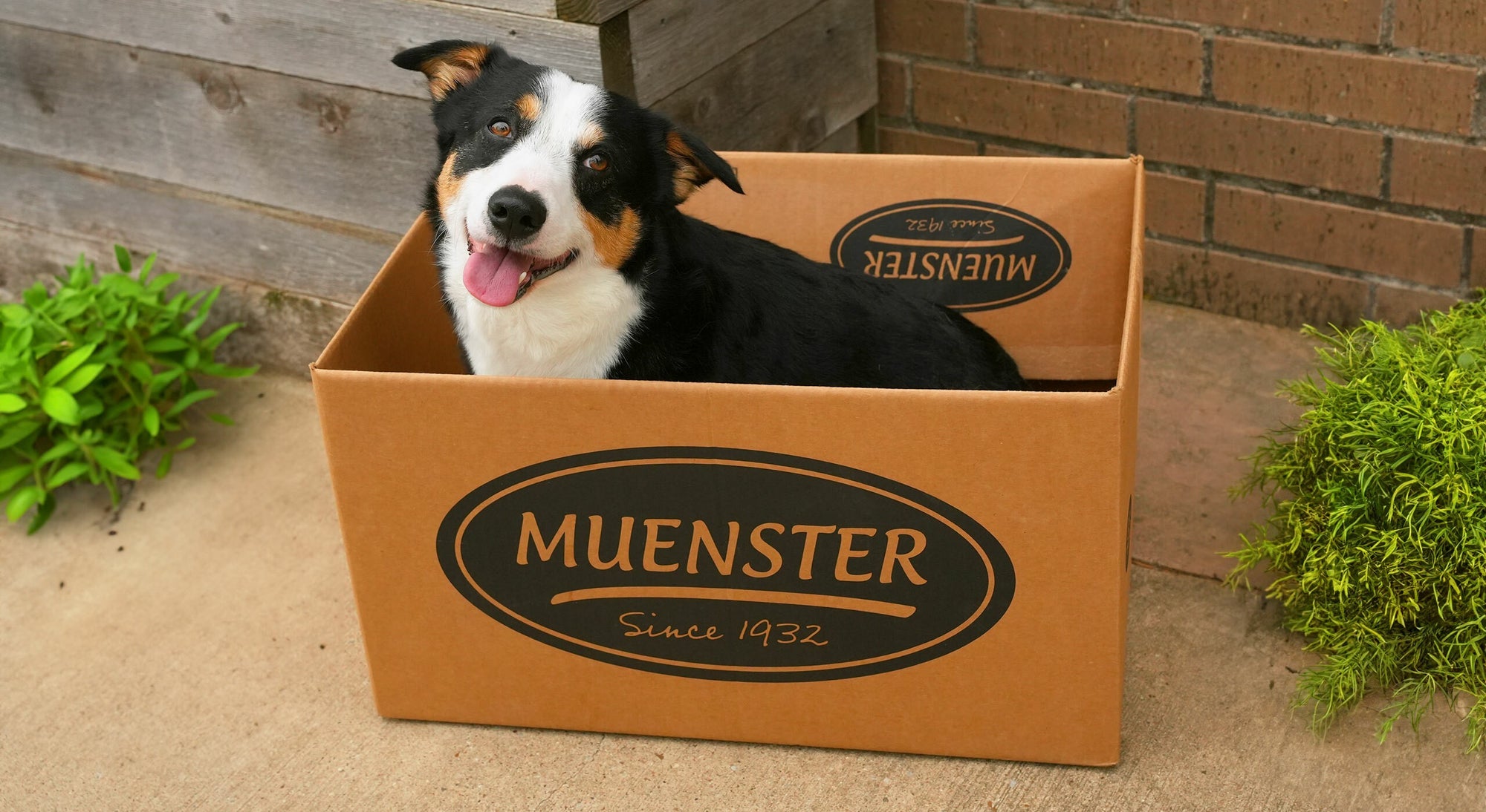 Dog in a Muenster delivery box