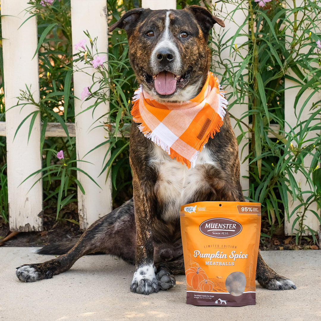This dog loves his pumpkin spice meatballs!
