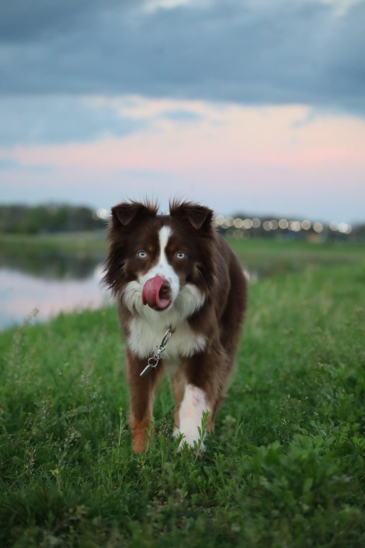 Dog running on grass with a lake and sky in the background