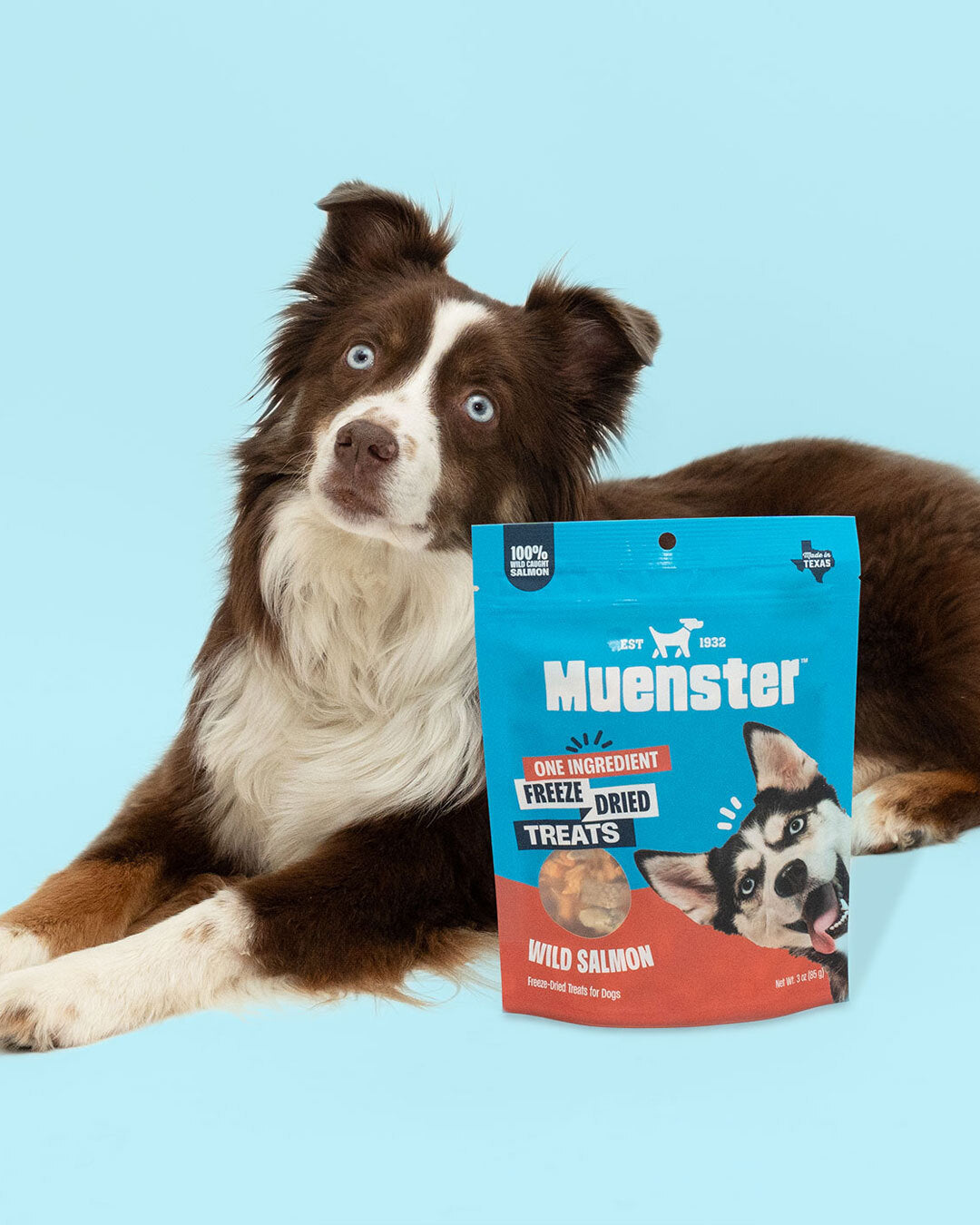 Dog sitting next to a package of Muenster freeze-dried treats on a blue background