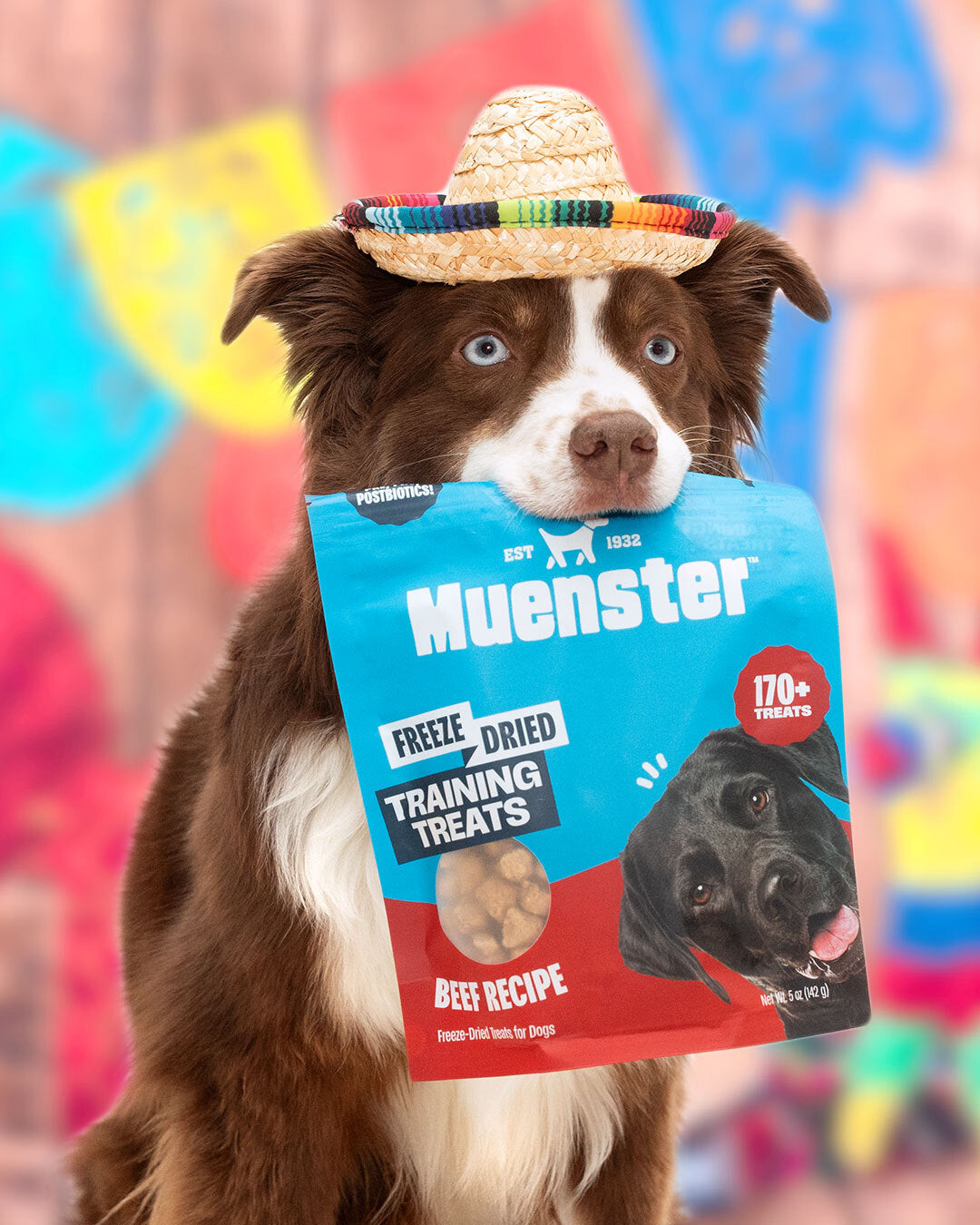 Dog wearing a sombrero holding a package of Muenster freeze-dried training treats with a colorful background.