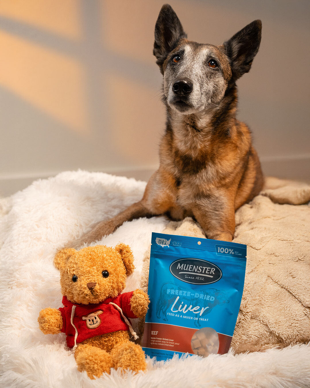 Dog sitting on a fluffy surface with a teddy bear and a package of Muenster Freeze-Dried Liver treat.