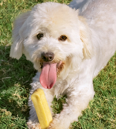Happy dog with Muenster Yak chew