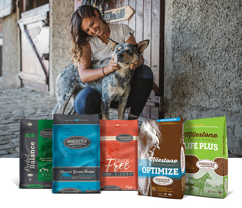 Dog Food – Ocean Fish — Boutiques d'animaux Chico