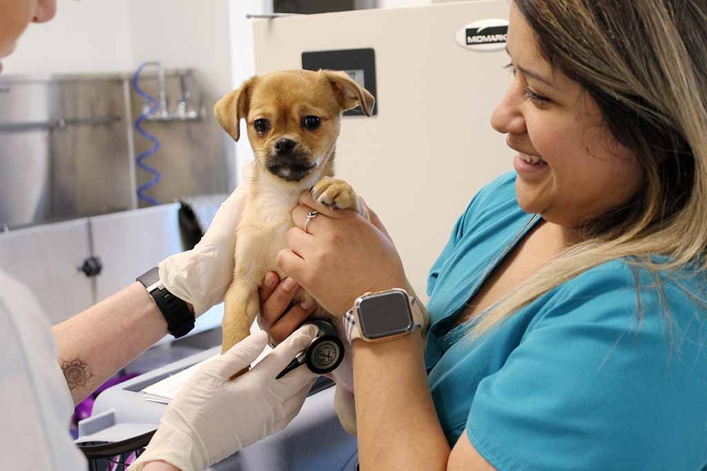 An Operation Kindness team member caring for a puppy