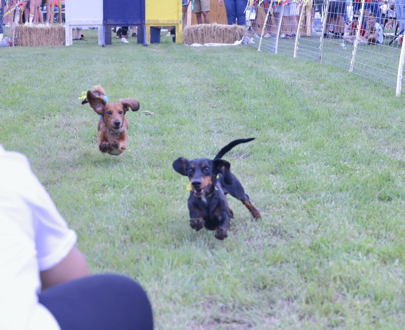Dogs running at a community animal event supported by Muenster