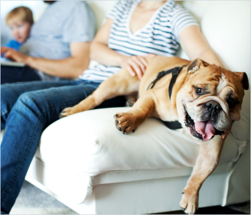 Dog relaxing on couch with family