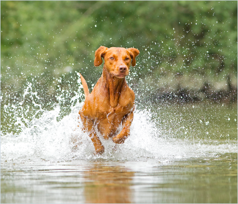 Dog splashes through a shallow stream