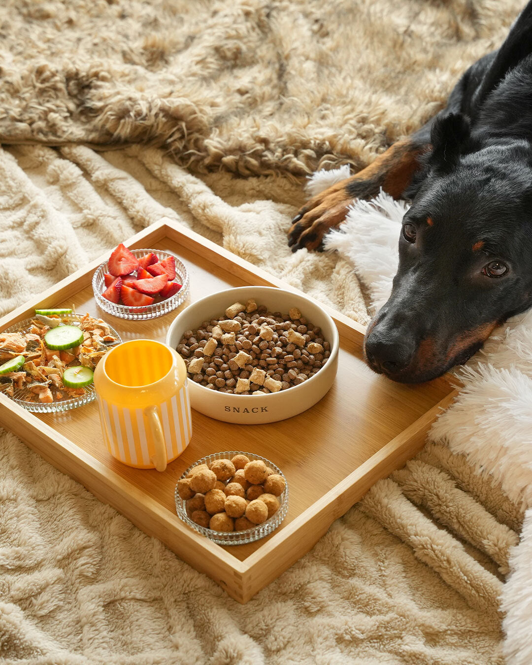 Dog looking at a tray of food on a textured surface