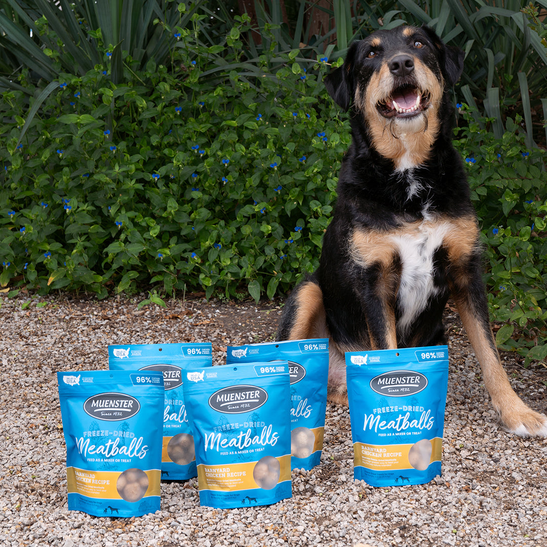 More is more! Your pup will go wild for these chicken meatballs