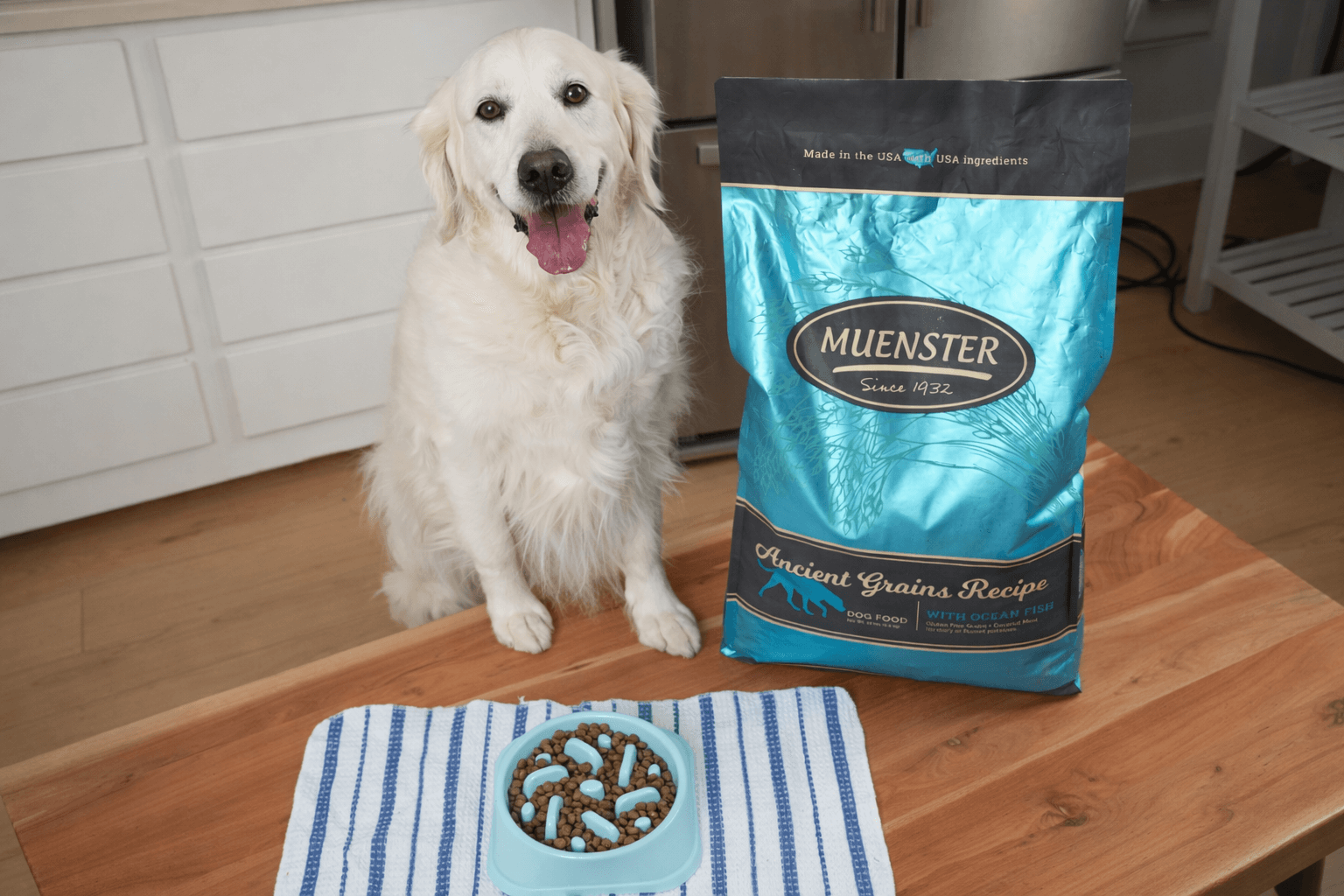 happy dog with Muenster Ancient Grains with Ocean Fish kibble