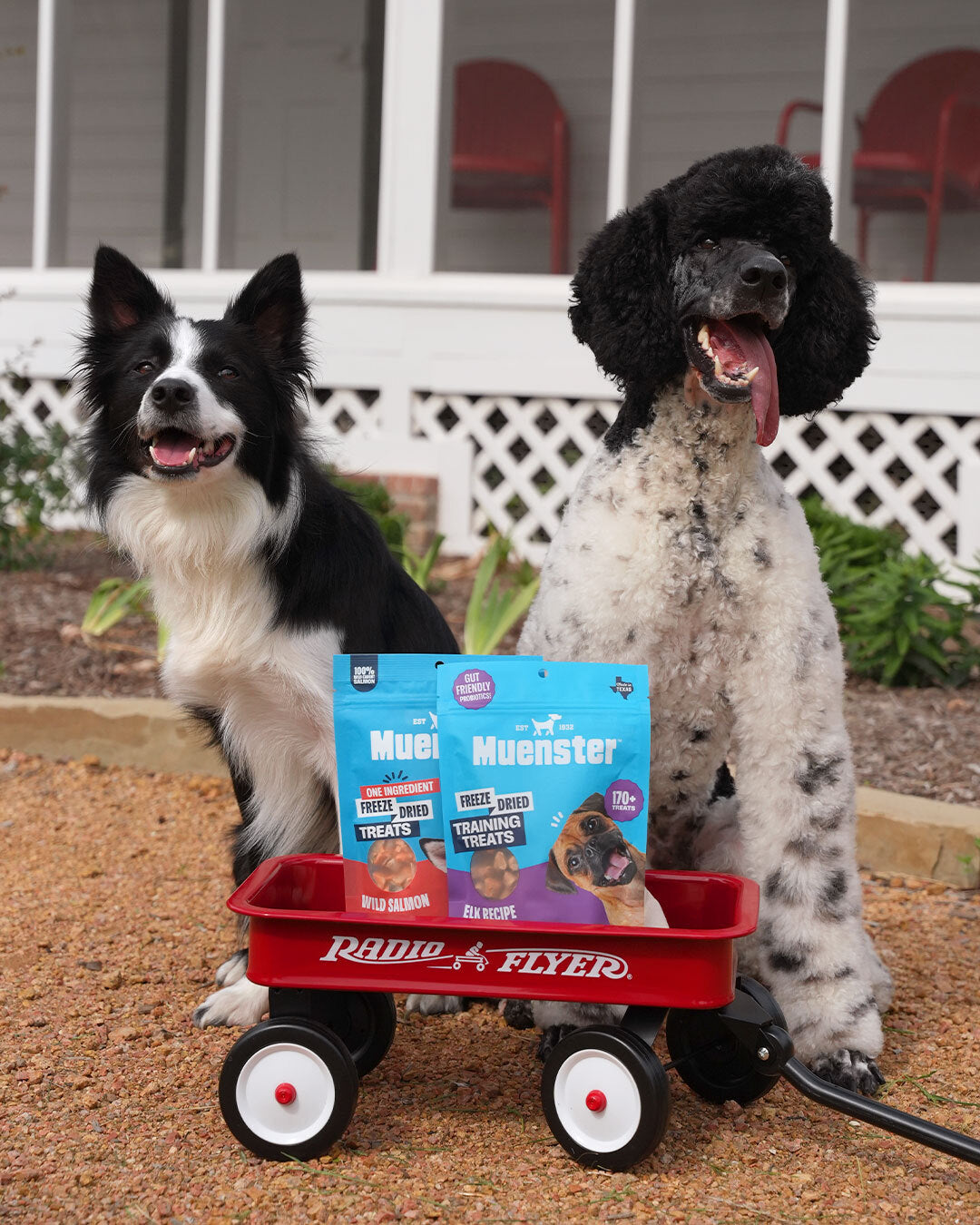 Two dogs with a red wagon containing Muenster dog treats.