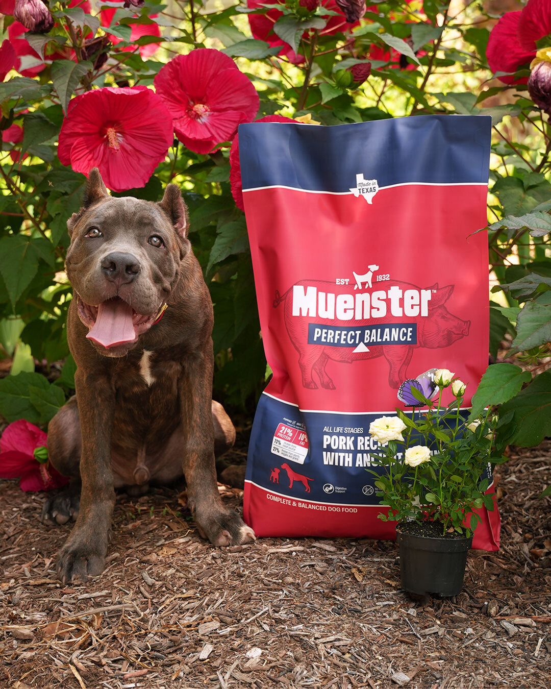 Dog with a bag of Muenster Perfect Balance Pork Meal recipe dog food in a garden