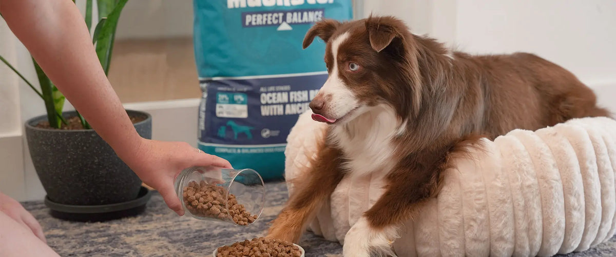Dog watching with tongue out as Muenster Perfect Balance dog food is poured into a bowl.