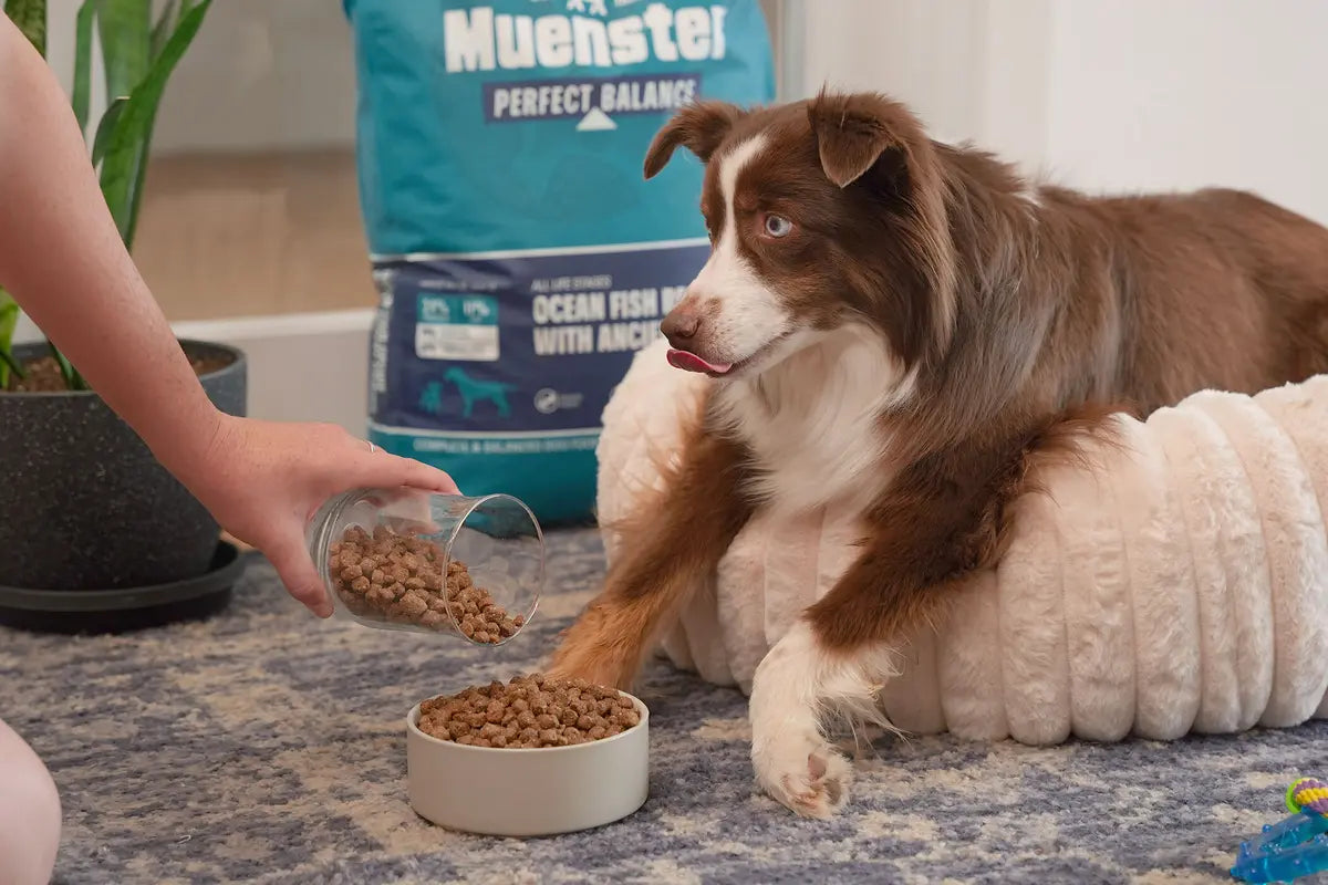 Dog watching with tongue out as Muenster Perfect Balance dog food is poured into a bowl.