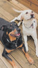 Yak Chews keep dogs busy!