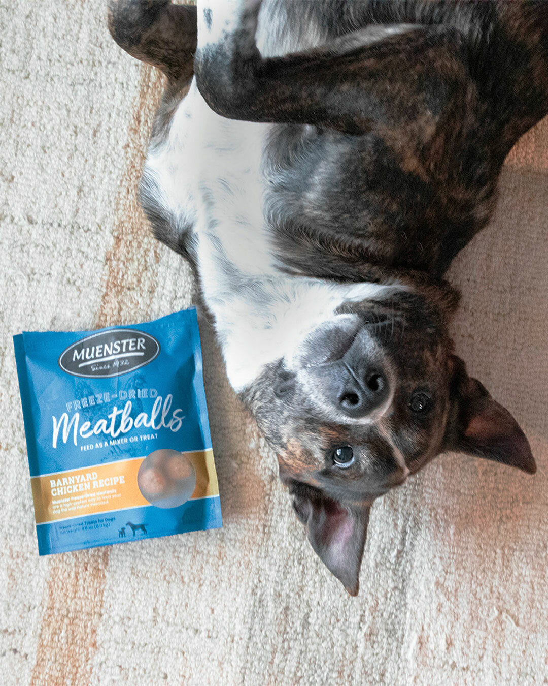 Your dog will do anything for these meatballs
